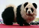 Teljesen panda