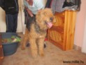 Leon, airedale terrier